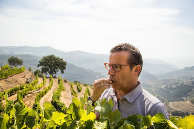 Portuguese Winery Vicente Faria