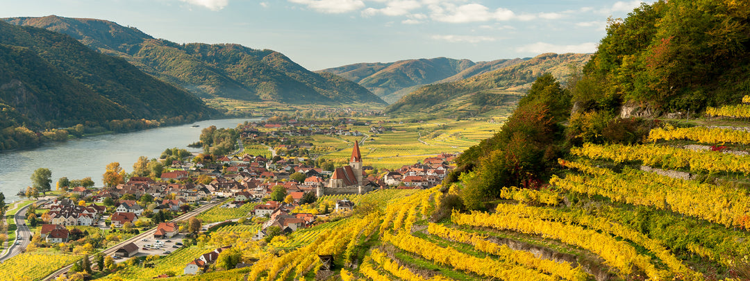 Weine aus Österreich | Gustomo Shop